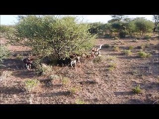 Wild Dogs Ambush and Attemp To Kill 2 Hyenas