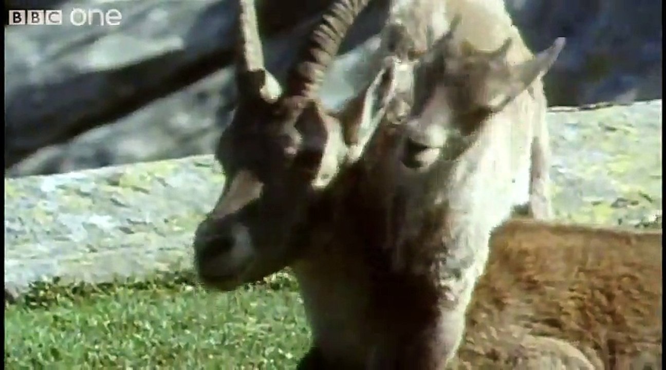 Funny Talking Animals - Walk On The Wild Side - Episode Three Preview - BBC One