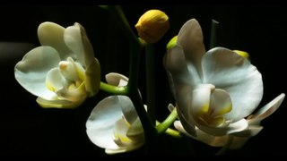 Timelapse Orchids 蘭 Blooming Series 1