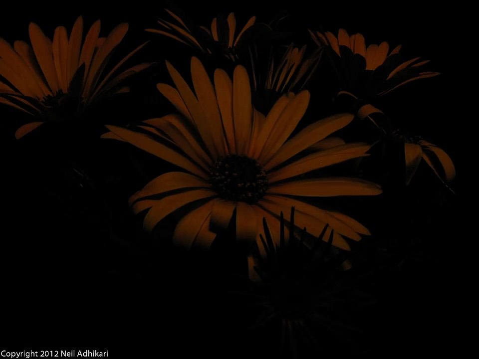 Time-lapse Osteospermum Zion Orange flower