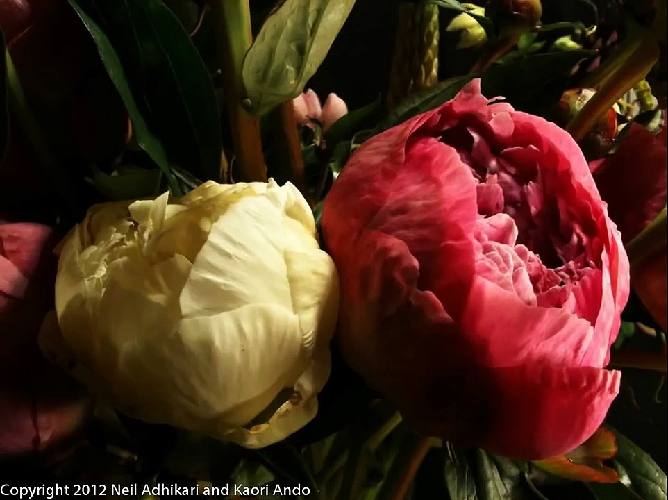 Time-lapse White and pink Peonies blooming