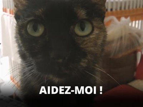 Antonio a créé un paradis pour les chats abandonnés
