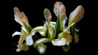White Irises Blooming Timelapse