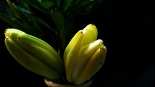 White Lily 2 blooming time-lapse