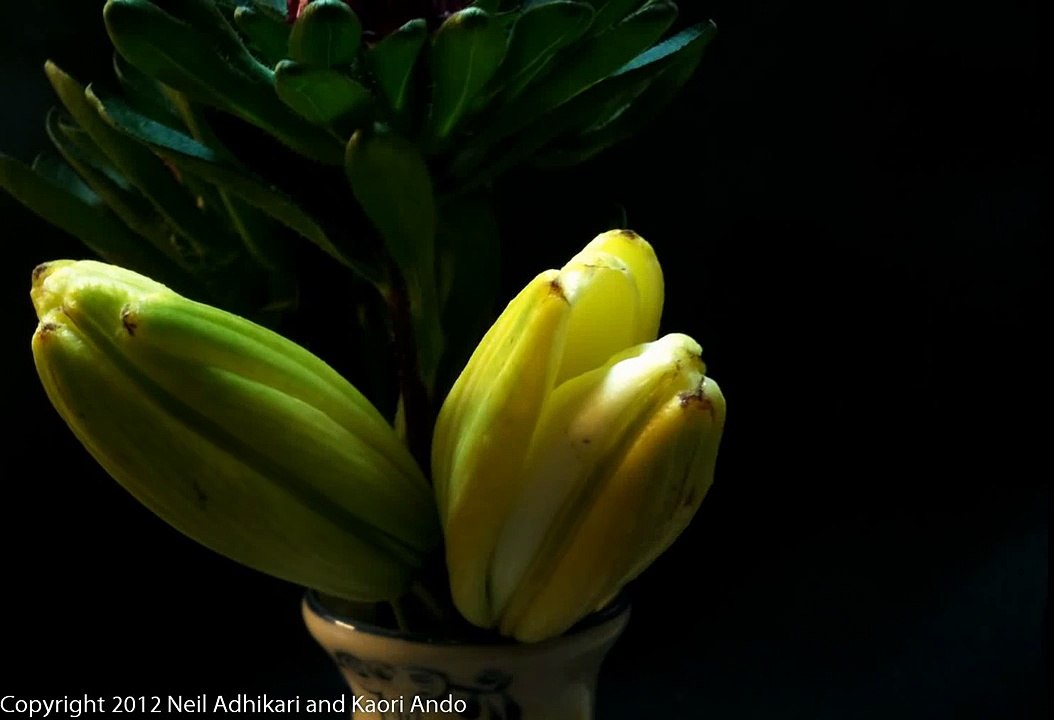 White Lily 2 blooming time-lapse