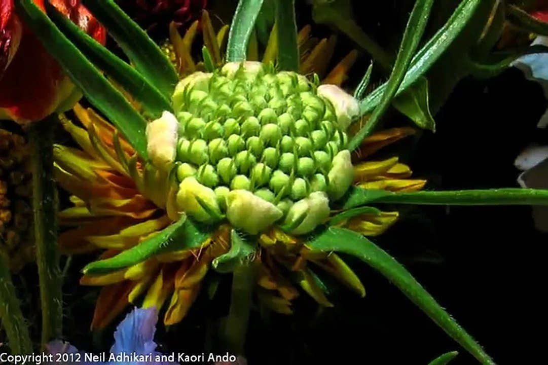 White Pincushion (Scabiosa atropurpurea) Flower Blooming Time-lapse