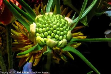 White Pincushion (Scabiosa atropurpurea) Flower Blooming Time-lapse