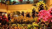 Singapore Changi Airport Worlds Best #1 -HD-