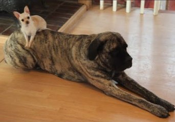 Mastiff Provides Perfect Seat for Tiny Chihuahua Friend