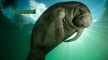 Zeekoe