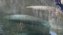 Manatees Flock to Florida