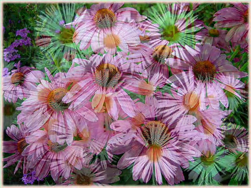 Beautiful Blooms 136 (Ever Softer Grows My Slumber)