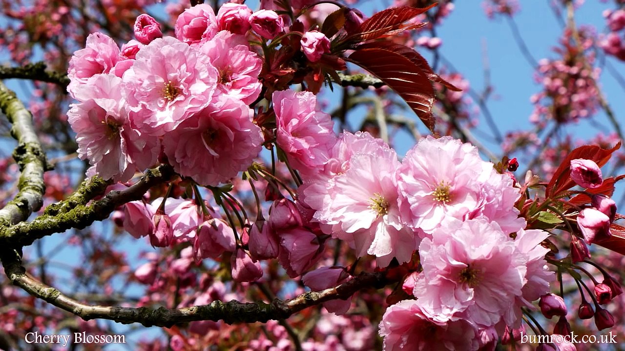 Beautiful Flowers + Ave Maria - slideshow of spring and summer flower pictures with choral music