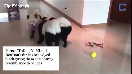 Cute emergency! These three playful Chow Chow pups have become an online hit thanks to their panda-like markings