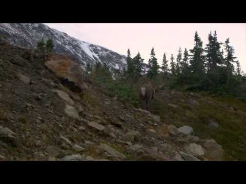 Canada in the Rough - Back Country Mountain Caribou