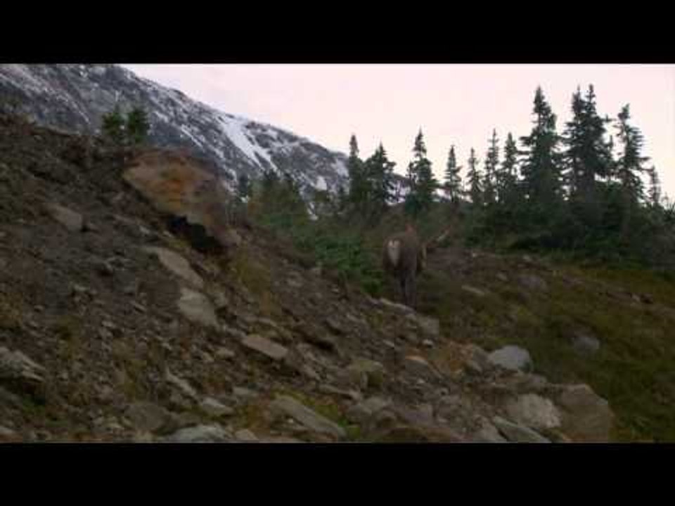 Canada in the Rough  - Back Country Mountain Caribou