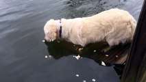 Un chien pêche un poisson avec un morceau de pain