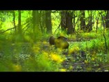 Primos  The Truth About Hunting - Spring Gobblers in the Mississippi Swamps