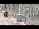 Into High Country - Northern Alberta Black Bears