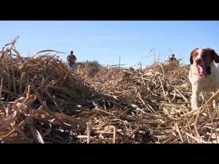 G3 Sportsman - Show Me Pheasants