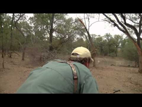 Dallas Safari Clubs Tracks Across Africa - Cape Buffalo Croc Oh My