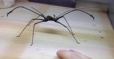Horrifying Whip Spider Attacking Guys Hand