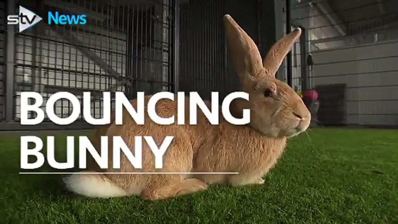 Ce lapin avec sa taille imposante veut se caser