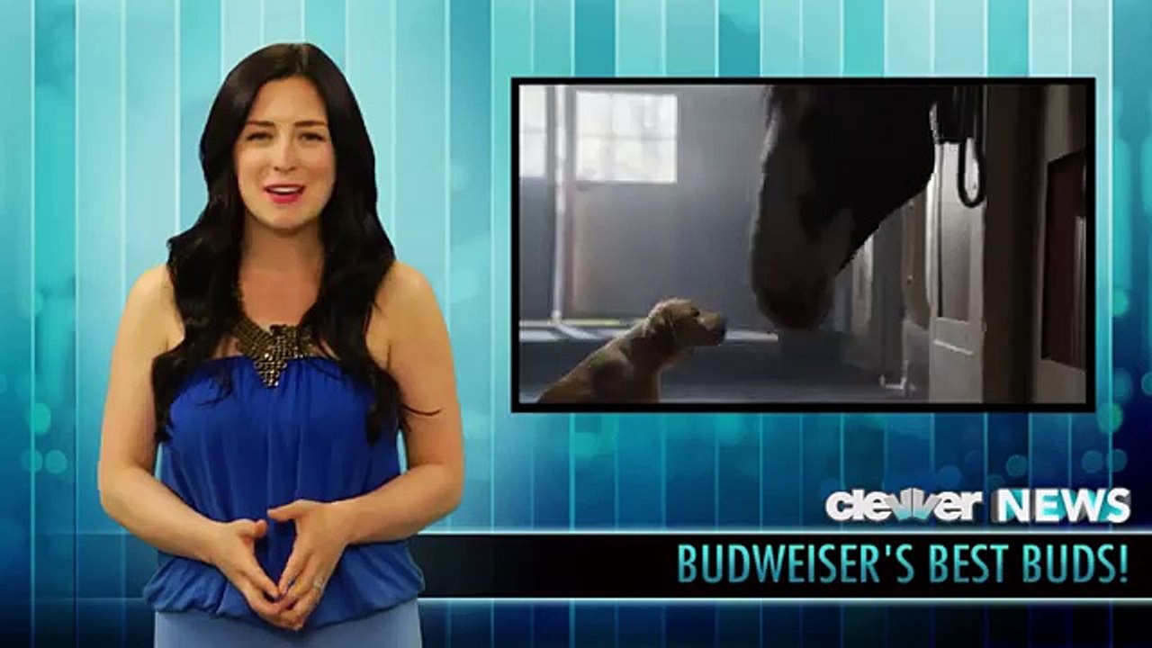 Budweiser Clydesdale Puppy Love Super Bowl 2014 Commercial