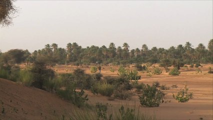 قلق المزارعين الموريتانيين من آفة السوسة الحمراء