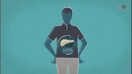 Как работает печень