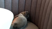 Hungry Sea Lion Pup Wanders into Upscale San Diego Restaurant