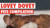 Most Heartwarming Pet Compilation || Lovey Dovey Pets