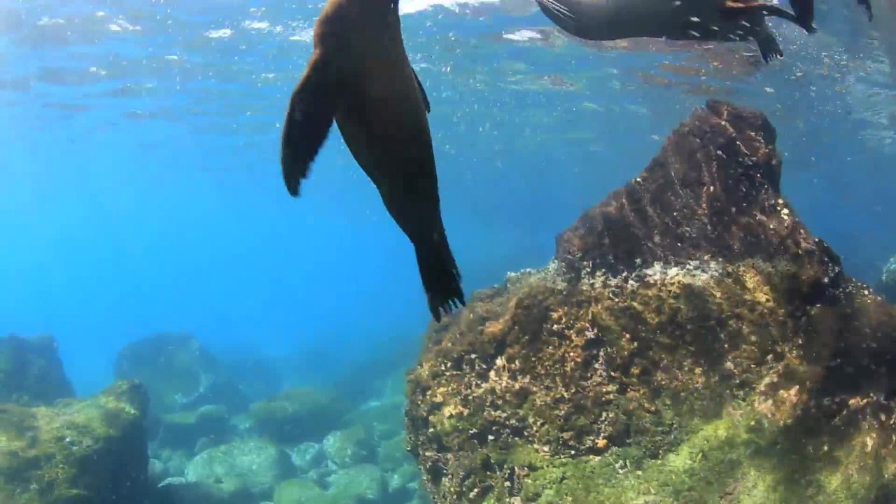 Why Do Seals Have Wavy Whiskers?