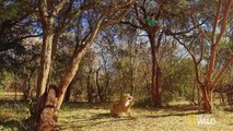 Watch Lions Documentary: 2 MEN Attacked by 4 LIONS! *Dramatic!*National Geographic Documen