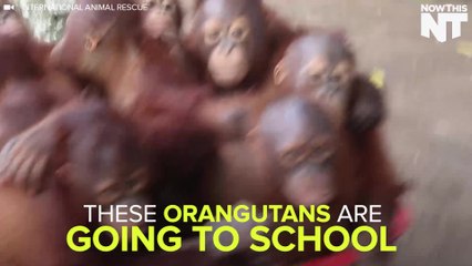 Orangutans Go To School