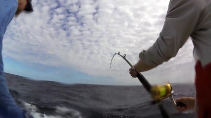 Cheeca Islamorada Sailfish Tournament