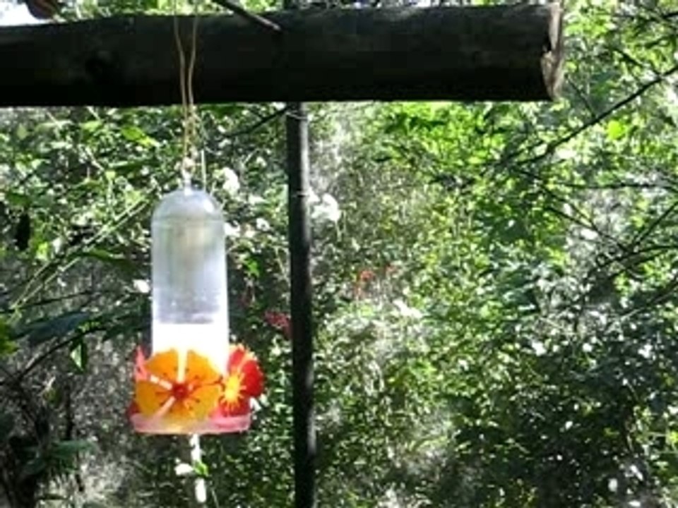 Colibri_iguacu