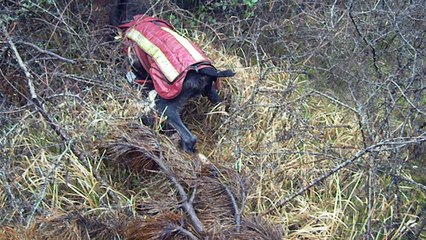 Sanglier pris par les chiens d' arrêt .