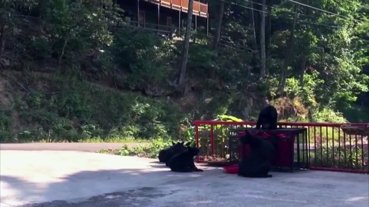 GRIZZLY BEAR SCARE CAM SURPRISE! Skylanders Trap Team Wave 4: Blackout, Spotlight, Short C