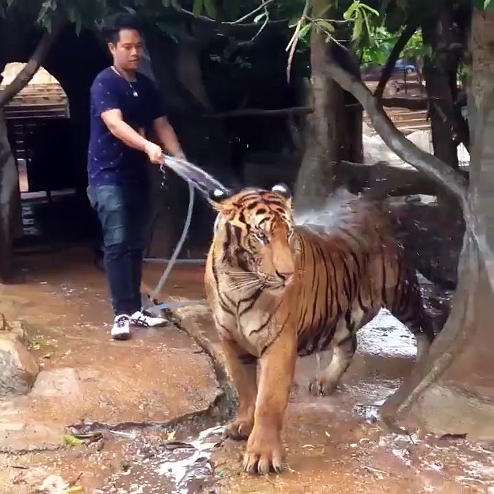 When you have to bathe your tiger