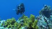 World’s Best Diving & Resorts: Buddy Dive Bonaire Ned & Ana Deloach Reef Fish ID / Marine Life Education