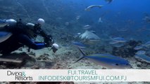 World's Best Diving & Resorts: Fiji