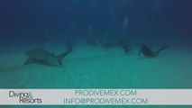 World's Best Diving & Resorts: Pro Dive Mexico