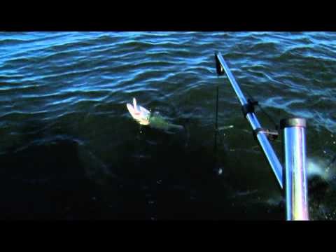 Sportfishing Adventures - Harrison Cove