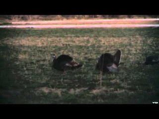 Easton Bowhunting TV - Colorado Turkey