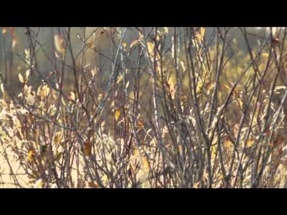 Into High Country - Alberta Bull Moose