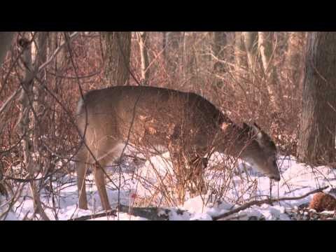 Easton Bowhunting TV - Big City Whitetails