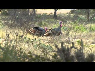 Primos  The Truth About Hunting - Texas Rios and Florida Osceolas Part 1