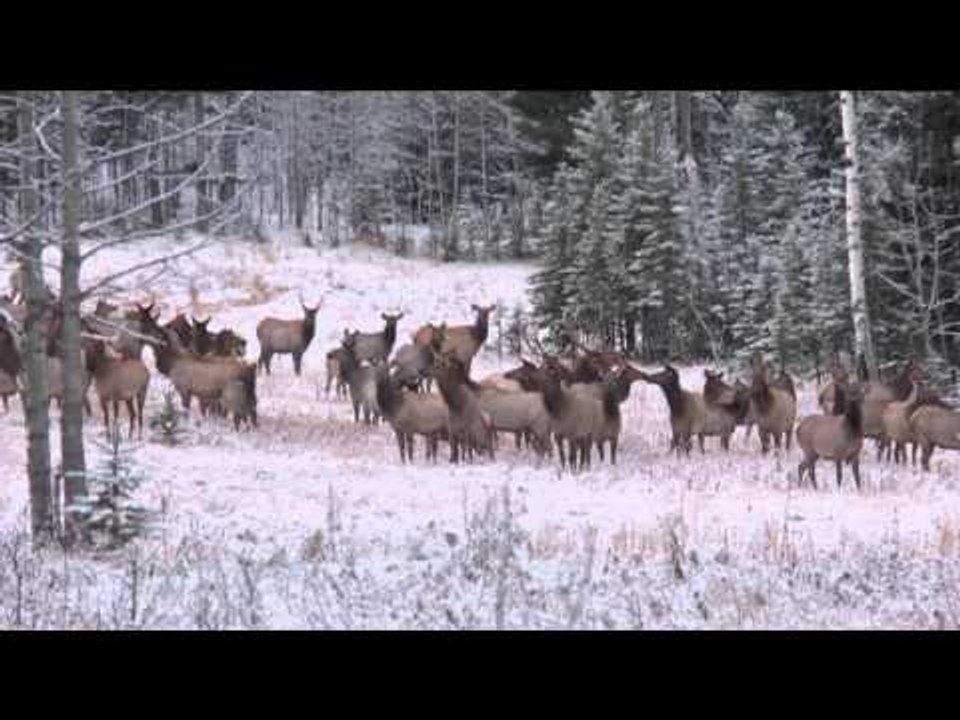 The Canadian Tradition - Moment of Truth