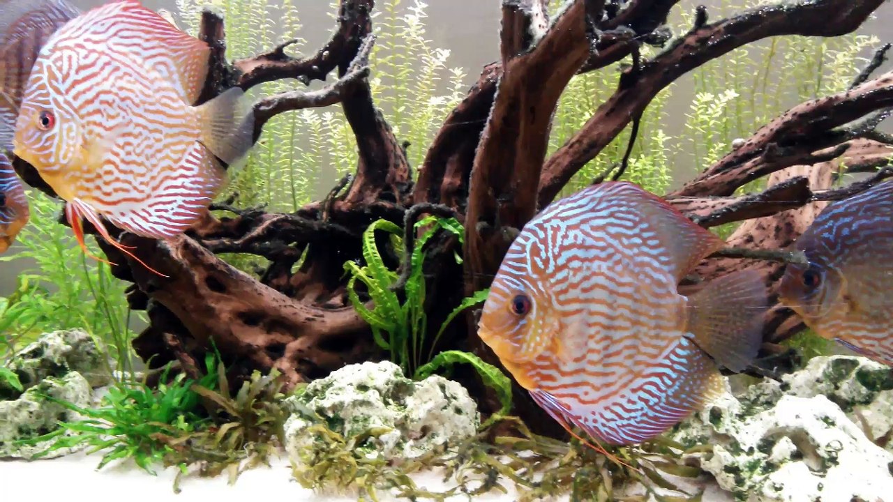 Mon 450L
